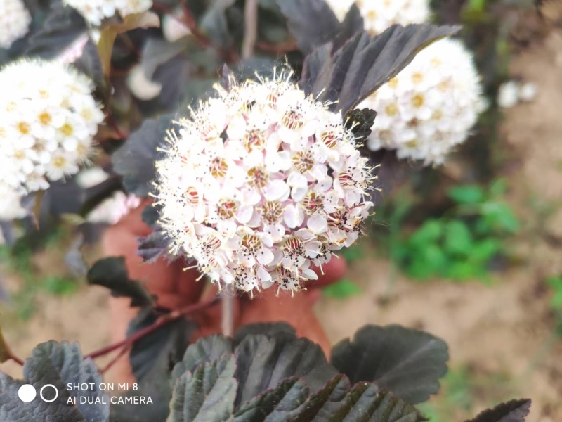 河北定州金叶风箱果紫叶风箱果苗庭院灌木花卉观花观叶耐寒