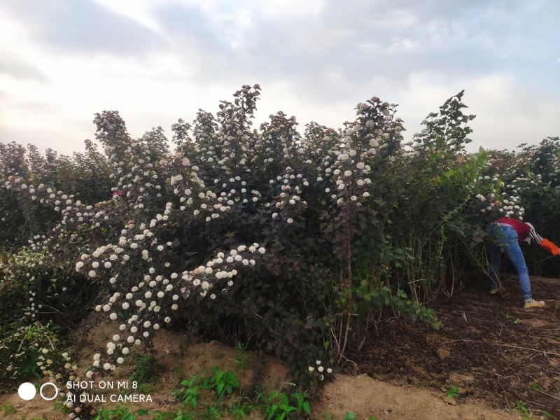 河北定州金叶风箱果紫叶风箱果苗庭院灌木花卉观花观叶耐寒