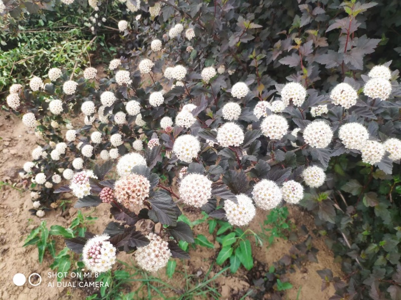 河北定州金叶风箱果紫叶风箱果苗庭院灌木花卉观花观叶耐寒