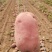 【今日推荐】雪川红土豆一手货源产地直发支持视频看货