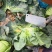 精品甘蓝大量现货供应商