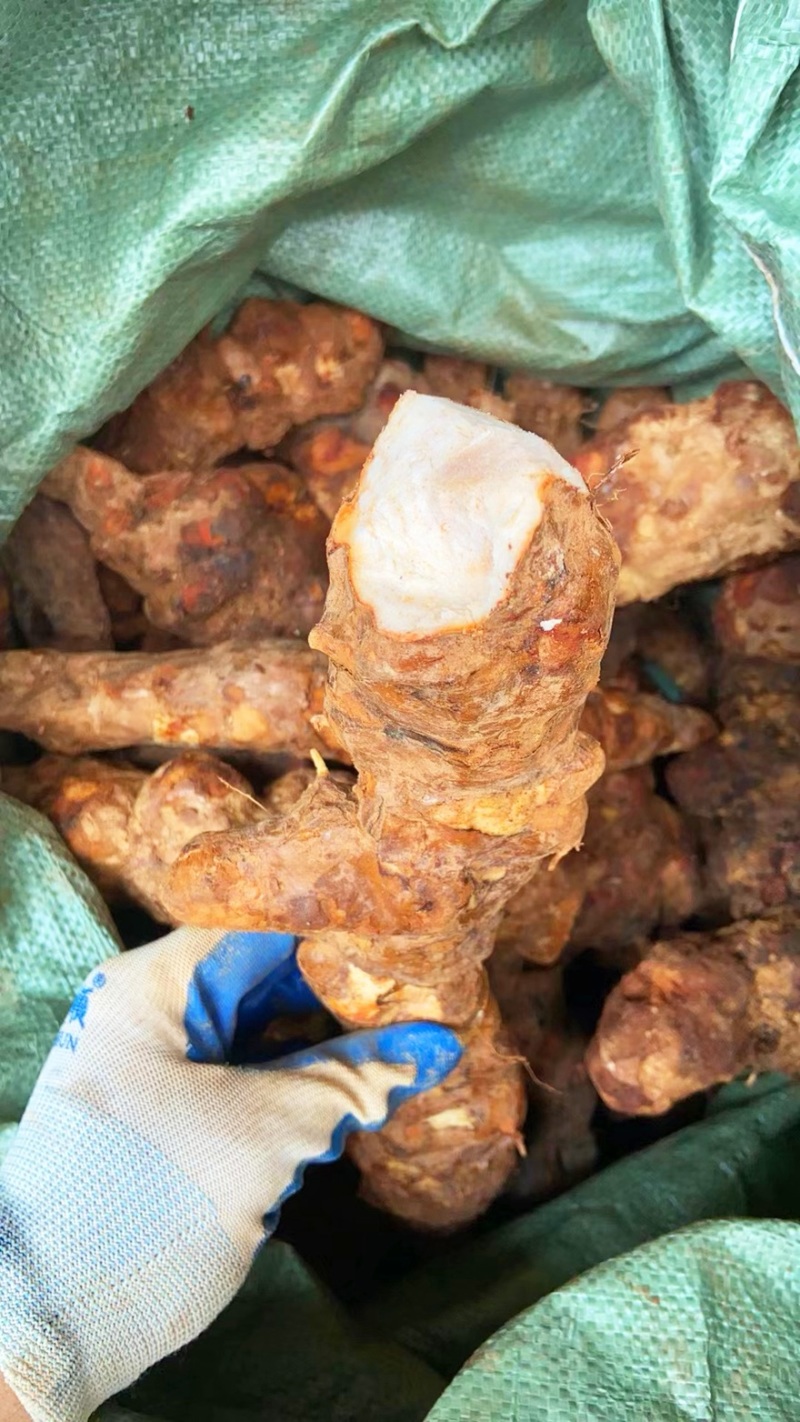 新鲜云南土茯苓白肉粉质煲汤甘甜质量货源稳定