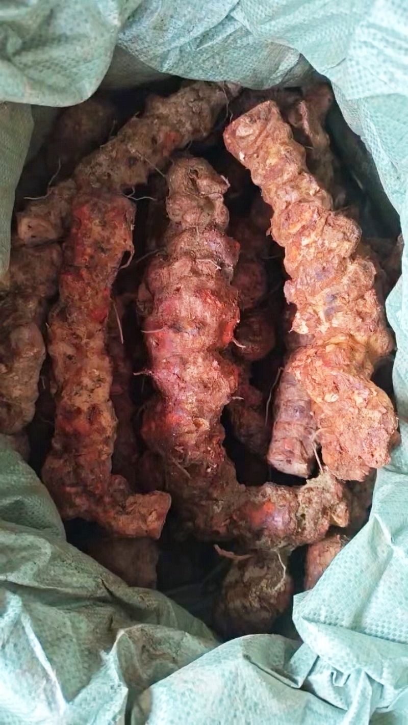 新鲜云南土茯苓白肉粉质煲汤甘甜质量货源稳定
