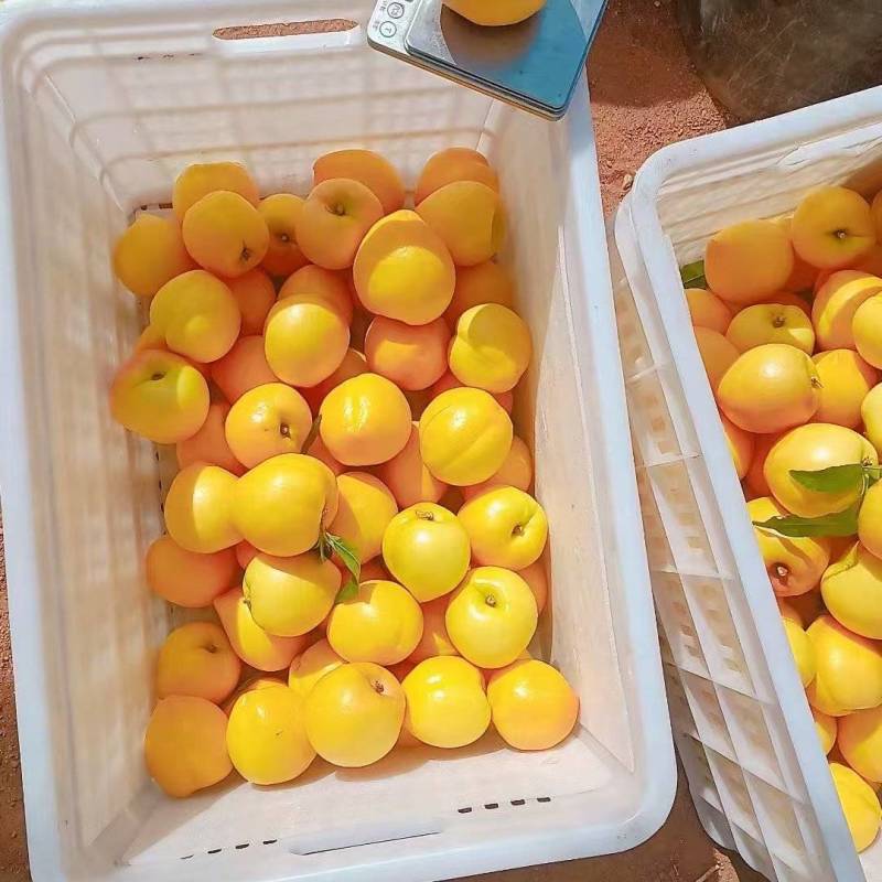 桃黄油桃水蜜桃蟠桃油蟠桃