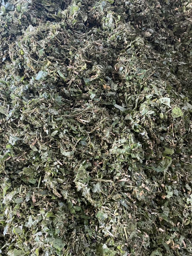 蛋白桑青贮饲料