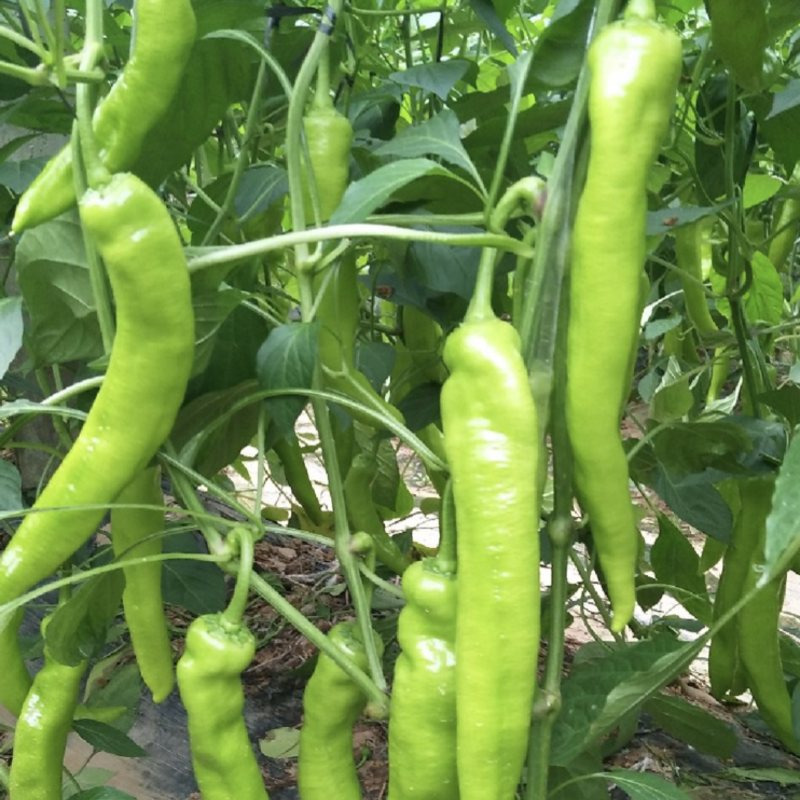 【精选】尖椒包质保量，青椒可视频看货诚信商家