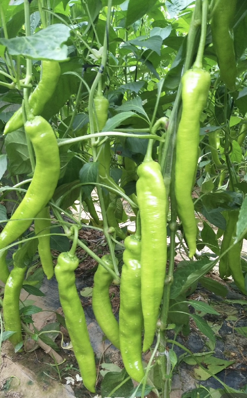 【精选】尖椒包质保量，青椒可视频看货诚信商家