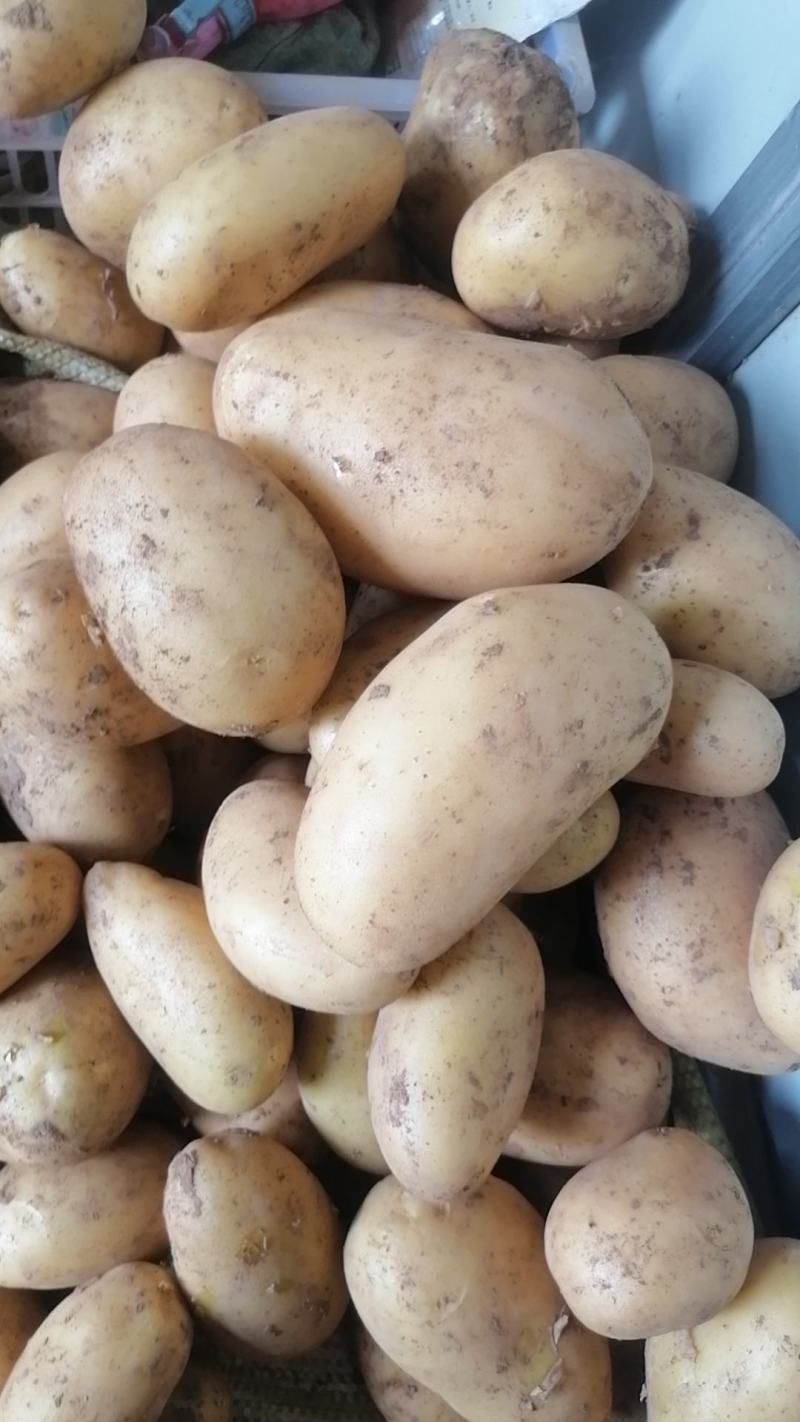 精品土豆沃土5号一手货源，货量充足，视频看货，对接商超市场