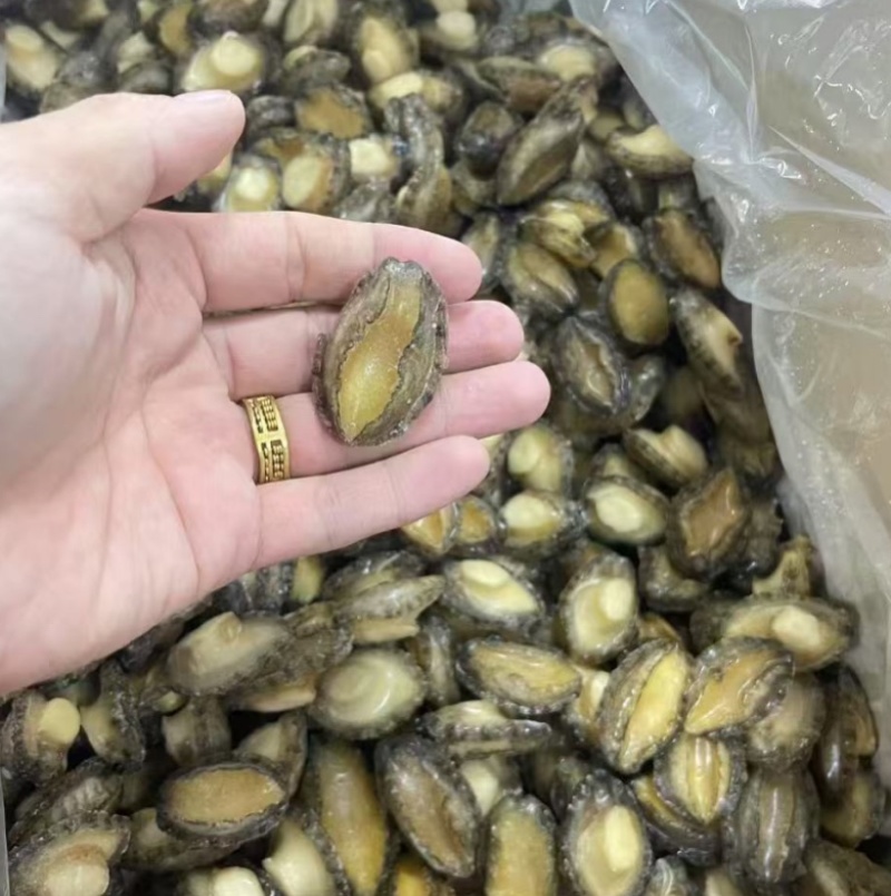 鲍鱼肉【鲍鱼厂家】佛跳墙炖盅食材供应80-100头批发