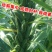 塔芝一号黑芝麻种子高产抗病抗倒芝麻种籽大田种植种孑原装