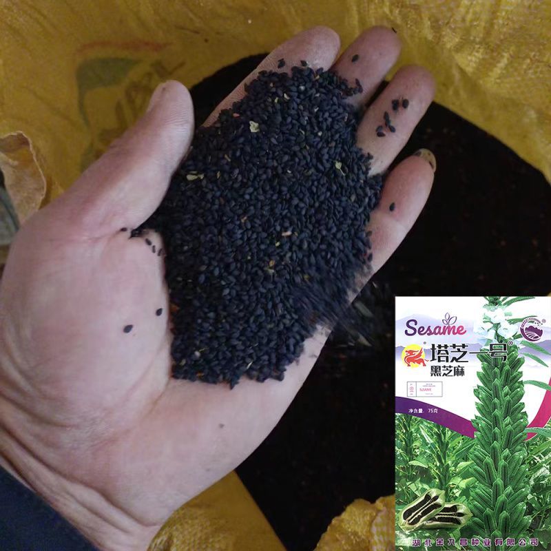 塔芝一号黑芝麻种子高产抗病抗倒芝麻种籽大田种植种孑原装