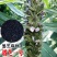塔芝一号黑芝麻种子高产抗病抗倒芝麻种籽大田种植种孑原装