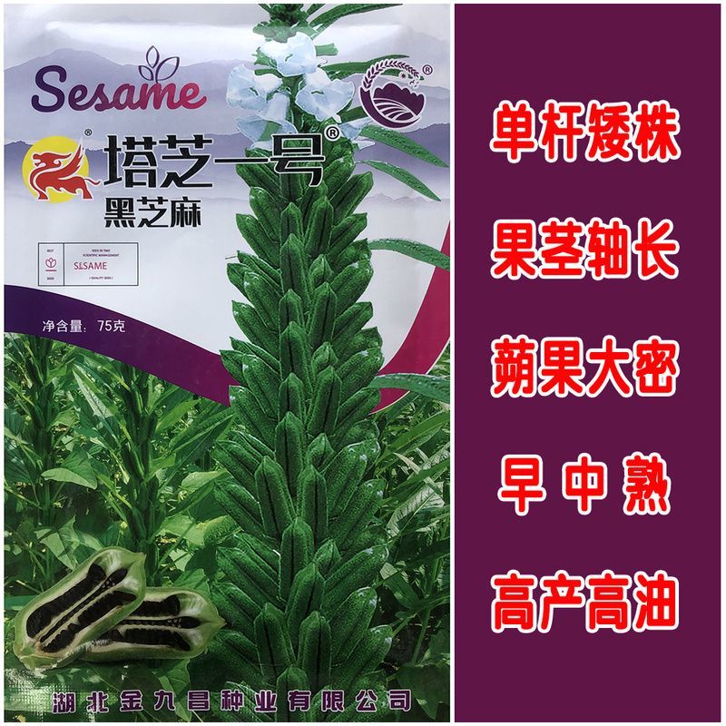 塔芝一号黑芝麻种子高产抗病抗倒芝麻种籽大田种植种孑原装