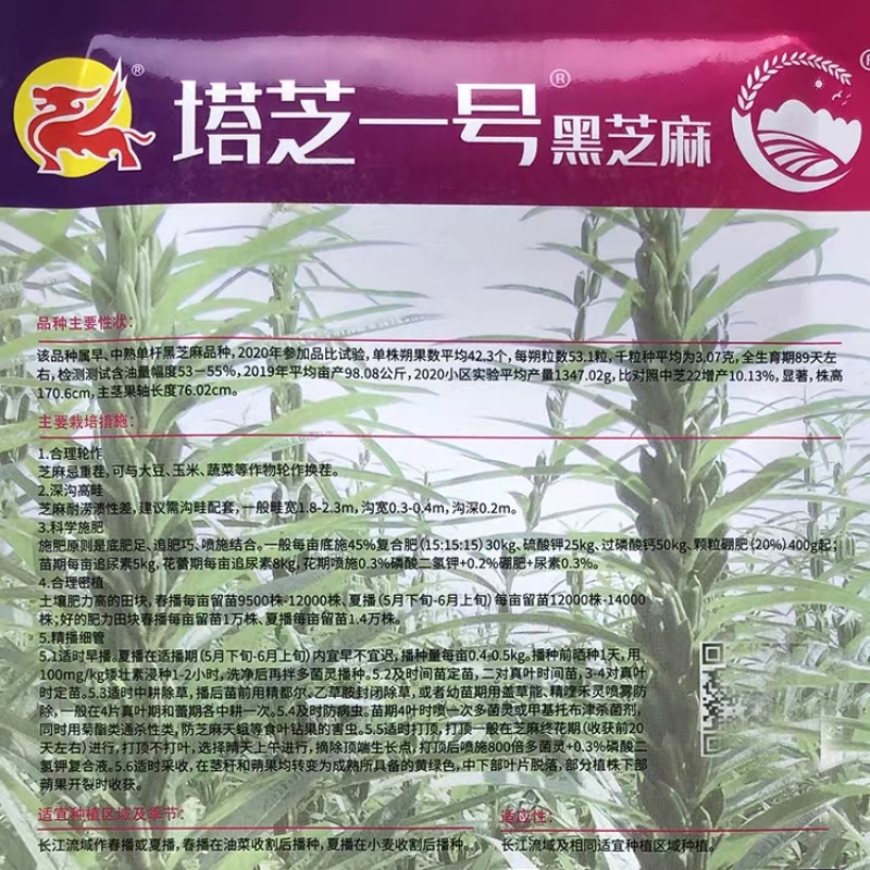 塔芝一号黑芝麻种子高产抗病抗倒芝麻种籽大田种植种孑原装