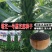 塔芝一号黑芝麻种子高产抗病抗倒芝麻种籽大田种植种孑原装