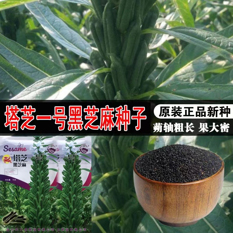 塔芝一号黑芝麻种子高产抗病抗倒芝麻种籽大田种植种孑原装