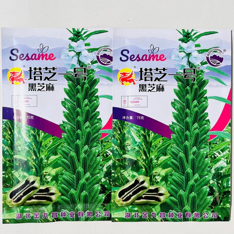 塔芝一号黑芝麻种子高产抗病抗倒芝麻种籽大田种植种孑原装