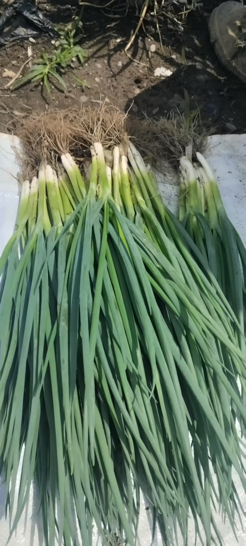 德阳绵竹市小葱干葱毛葱产地直发量大从优质量保证可视频看货