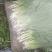 德阳绵竹市小葱干葱毛葱产地直发量大从优质量保证可视频看货