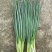 德阳绵竹市小葱干葱毛葱产地直发量大从优质量保证可视频看货