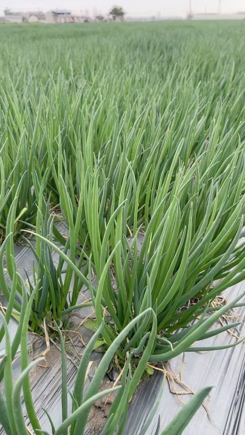 德阳绵竹市小葱干葱毛葱产地直发量大从优质量保证可视频看货