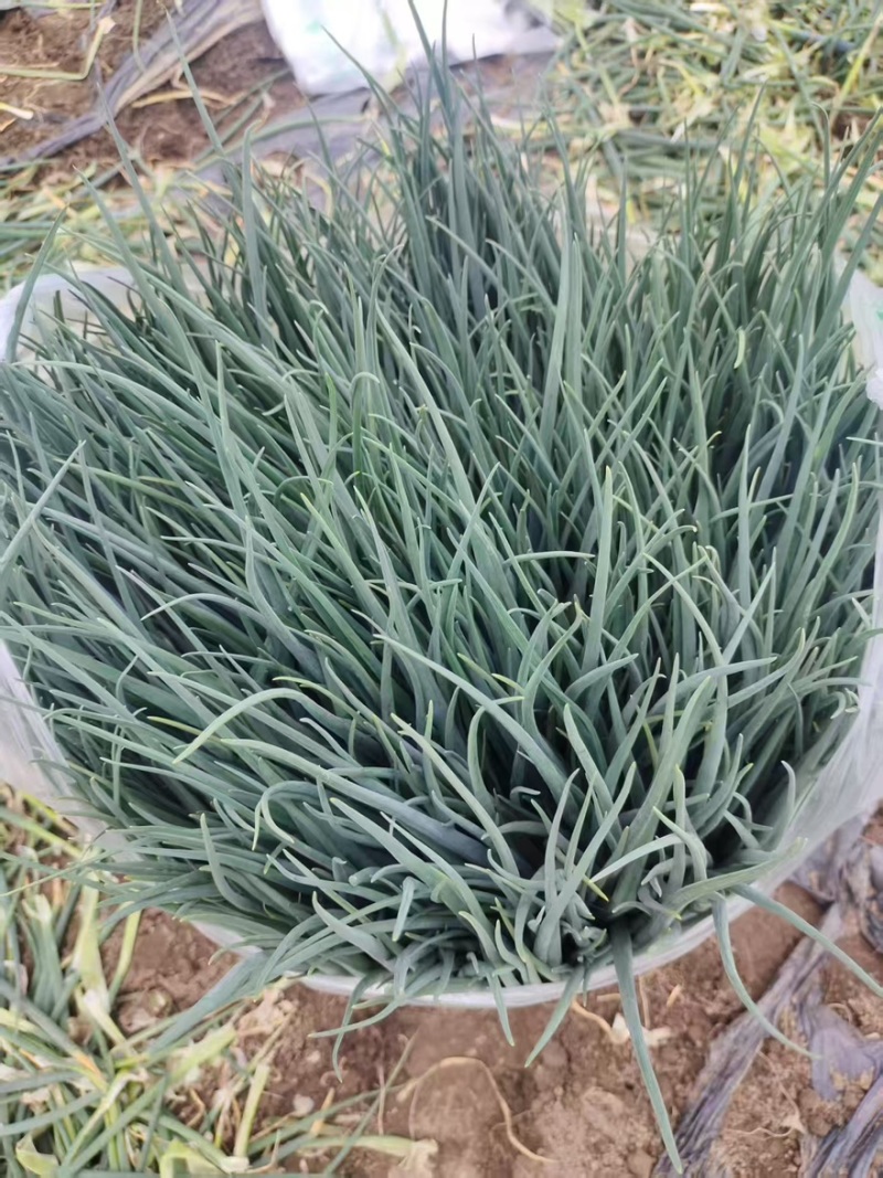 德阳绵竹市小葱干葱毛葱产地直发量大从优质量保证可视频看货