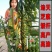 农帛地天白芝麻种子中熟单杆矮株高油高产芝麻种籽耐旱粗杆