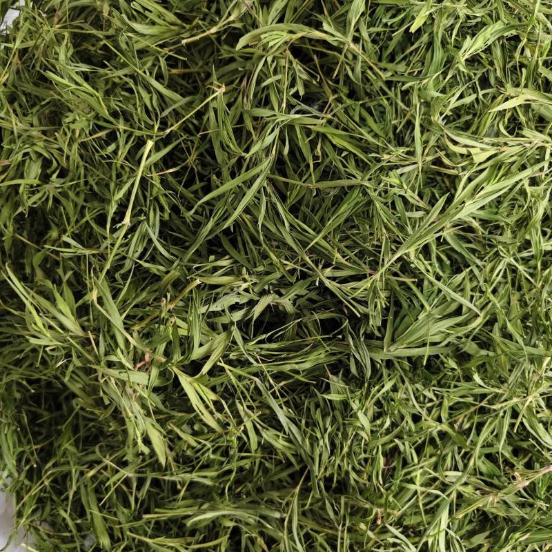 石竹茶竹叶茶正宗崂山淡石竹茶石竹青新鲜青竹叶嫩芽竹叶青茶