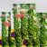 农帛地天白芝麻种子中熟单杆矮株高油高产芝麻种籽耐旱粗杆