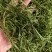 石竹茶竹叶茶正宗崂山淡石竹茶石竹青新鲜青竹叶嫩芽竹叶青茶