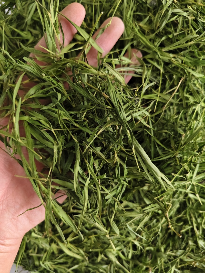 石竹茶竹叶茶正宗崂山淡石竹茶石竹青新鲜青竹叶嫩芽竹叶青茶