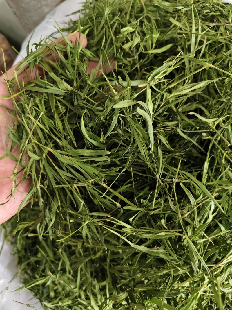 石竹茶竹叶茶正宗崂山淡石竹茶石竹青新鲜青竹叶嫩芽竹叶青茶