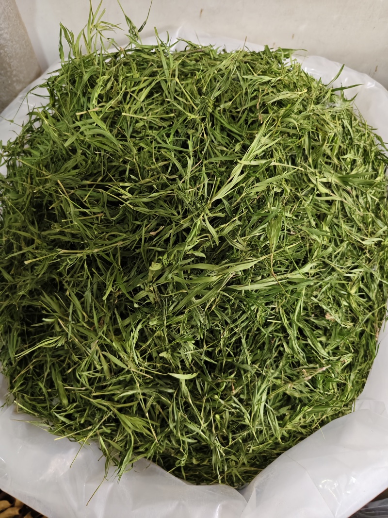 石竹茶竹叶茶正宗崂山淡石竹茶石竹青新鲜青竹叶嫩芽竹叶青茶