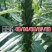 高产芝麻王白芝麻种子早熟单杆型高油高产抗病抗倒伏春夏季