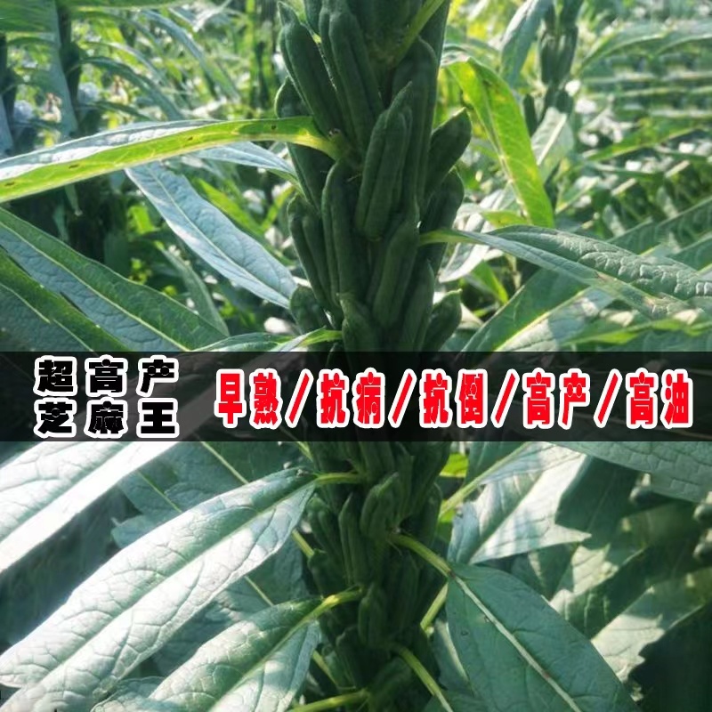 高产芝麻王白芝麻种子早熟单杆型高油高产抗病抗倒伏春夏季