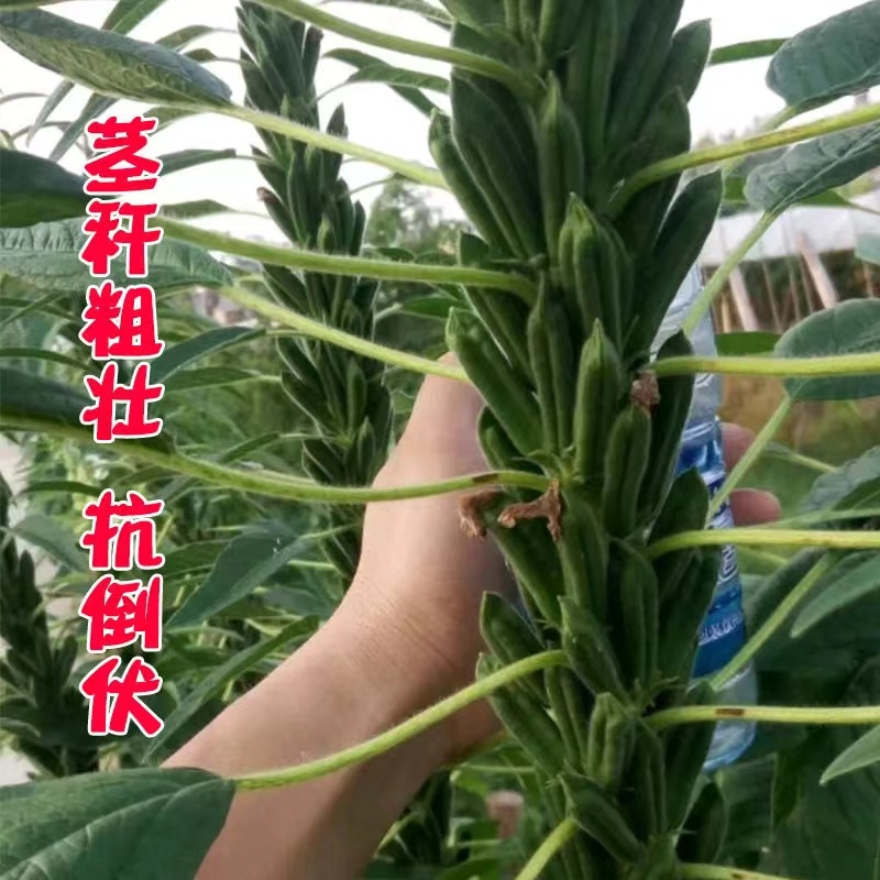 高产芝麻王白芝麻种子早熟单杆型高油高产抗病抗倒伏春夏季