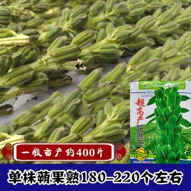 高产芝麻王白芝麻种子早熟单杆型高油高产抗病抗倒伏春夏季
