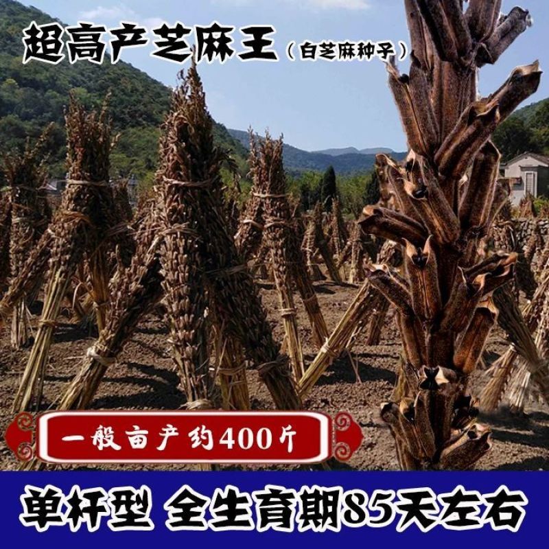 高产芝麻王白芝麻种子早熟单杆型高油高产抗病抗倒伏春夏季