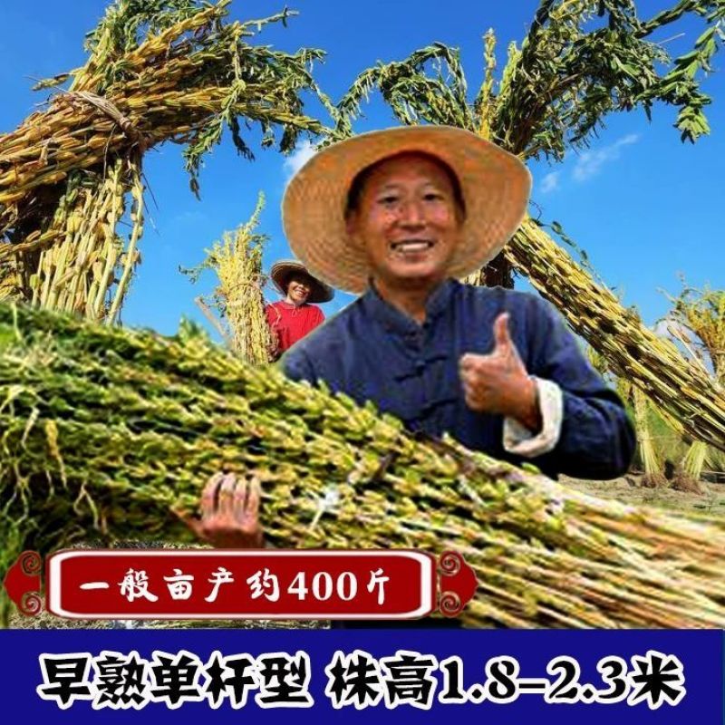 高产芝麻王白芝麻种子早熟单杆型高油高产抗病抗倒伏春夏季