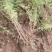 黄刺玫～大量出售黄刺玫