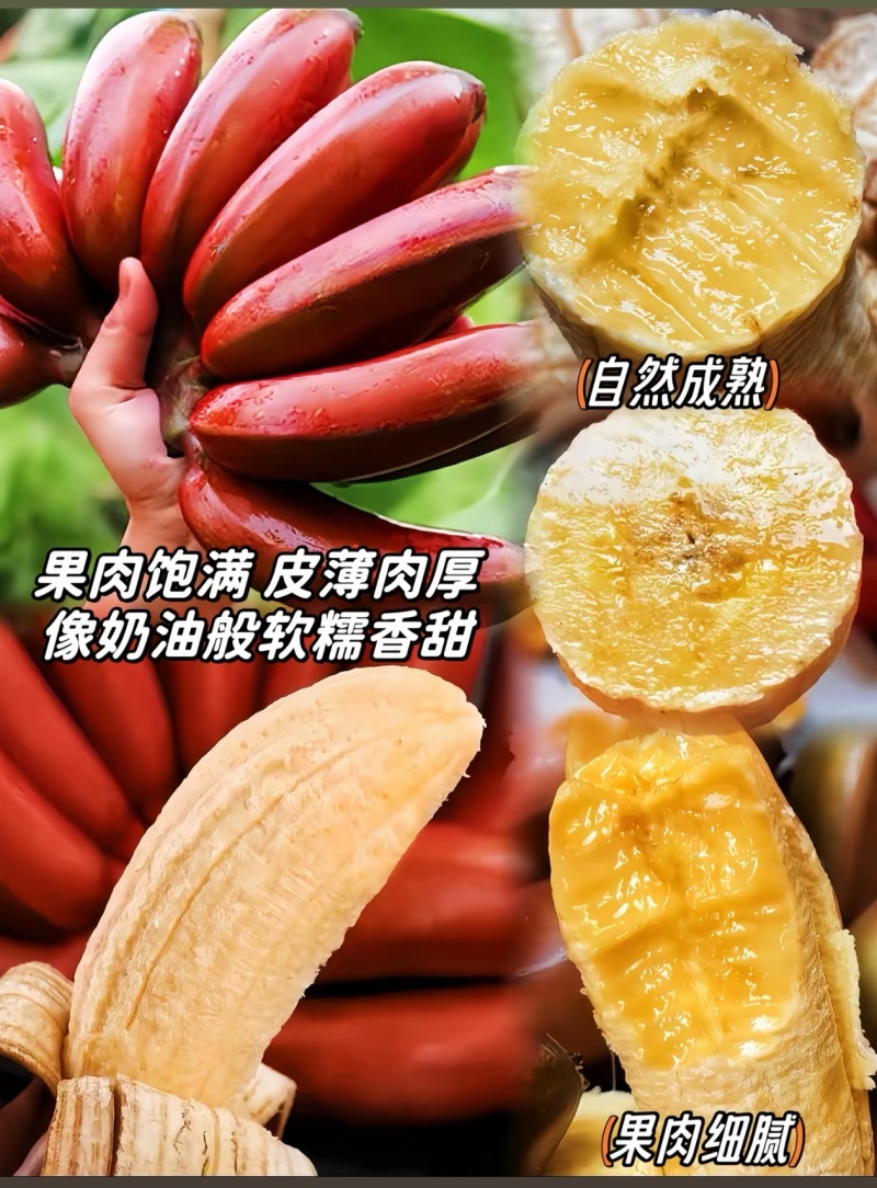 皇后美人香蕉