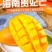 【贵妃芒】正宗广西百色贵妃芒产地现摘现发精品芒果