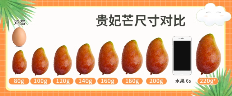 【贵妃芒】正宗广西百色贵妃芒产地现摘现发精品芒果