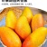 【贵妃芒】正宗广西百色贵妃芒产地现摘现发精品芒果