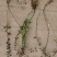基地批发爬行卫矛,小叶爬行卫矛20-1.2米长