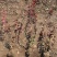 基地批发爬行卫矛,小叶爬行卫矛20-1.2米长