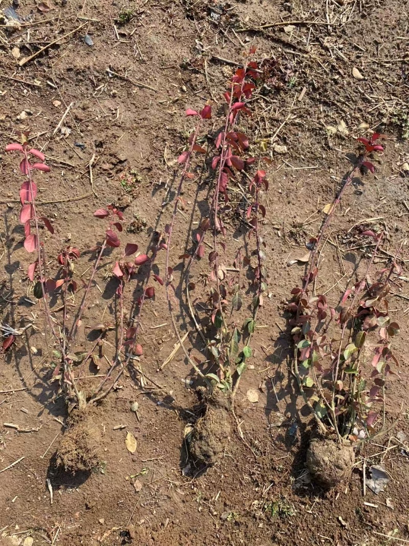基地批发爬行卫矛，小叶爬行卫矛20-1.2米长