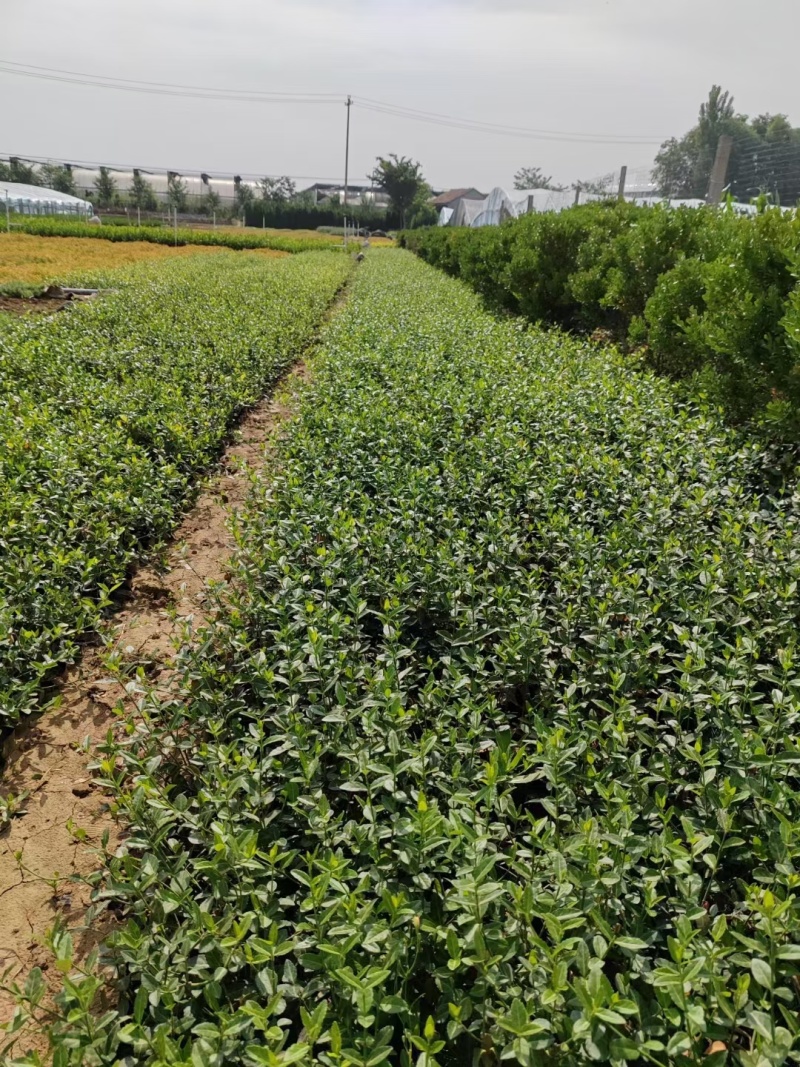 基地批发爬行卫矛，小叶爬行卫矛20-1.2米长