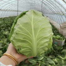 辽宁锦州大棚甘蓝大量接单产地直发量大从优欢迎来电