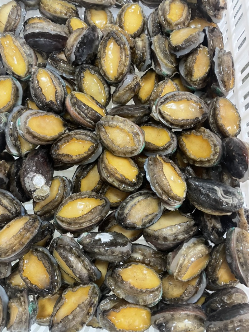 鲍鱼新鲜活冻鲍鱼30-40头供应酒店餐饮冻品海鲜批发